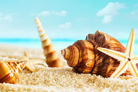 коричневые и белые морские раковины и морские звезды на песке в фокусе крупным планом фотография, песок, море, пляж, облака, природа, раковина, морская звезда, HD обои HD wallpaper