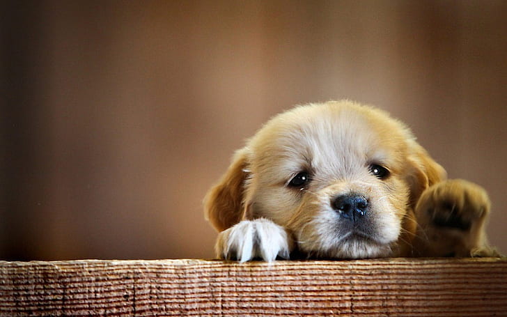 Very Cute Little Puppy, puppy, HD wallpaper