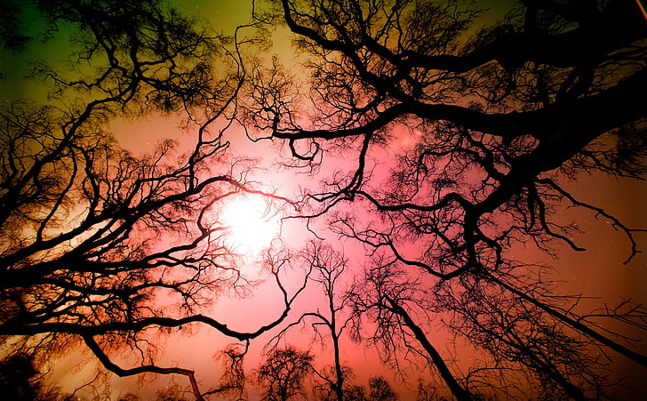 Look Up To The Sky, bare trees, Nature, Sun and Sky, Trees, California, Fire, united states, los angeles, Angeles National Forest, United States of America, Big Tujunga Canyon, Tujunga, station fire, fire damage, HD wallpaper