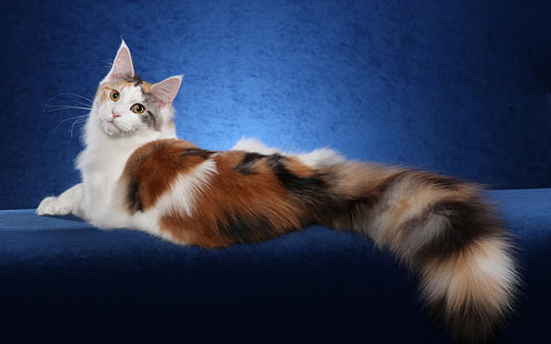 แมวเมนคูนสีน้ำตาลขาวพื้นหลังสีน้ำเงินเมนแมวขาวน้ำตาลน้ำเงินพื้นหลัง, วอลล์เปเปอร์ HD HD wallpaper
