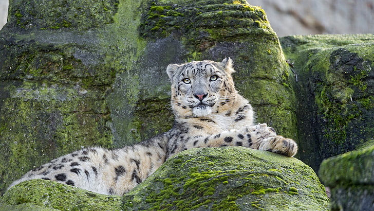 เสือสีน้ำตาลสัตว์สัตว์ป่าแมวป่าธรรมชาติ, วอลล์เปเปอร์ HD