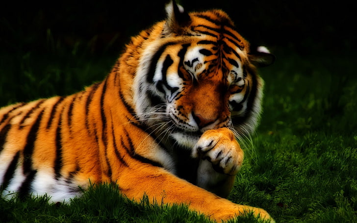 коричневый, черный и белый тигр, тигр, лицо, хищник, трава, HDR, HD обои