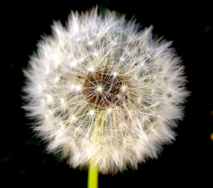 selective focus photography of Dandelion flower, dandelion, Dandelion, selective focus, photography, flower, white, fluffy, head, seeds, nature, plant, macro, seed, close-up, single Flower, summer, fragility, HD wallpaper