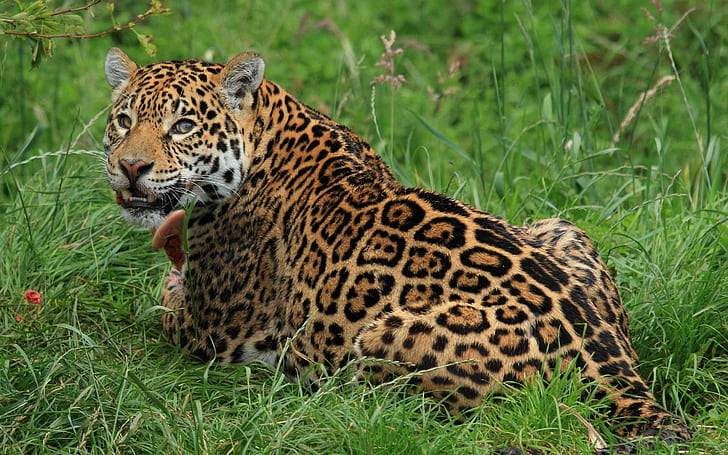 Leopard in the grass, jaguar, animals, 2880x1800, leopard, HD wallpaper