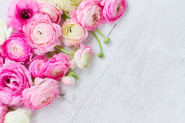pink roses, pink, pink flowers, flowers, beautiful, buttercups, ranunculus, HD wallpaper