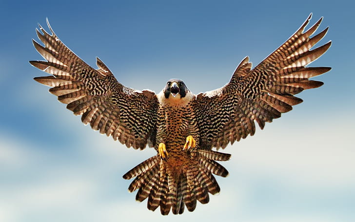 pájaros halcón pájaro halcón 2560x1600 Animales Aves Arte en alta definición, AVES, halcón, Fondo de pantalla HD