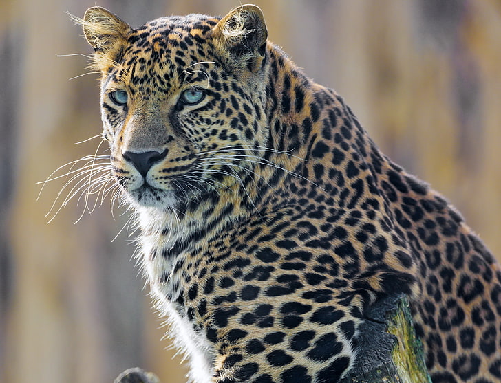 коричневый и черный леопардовый принт текстиль, животные, леопард (животное), HD обои