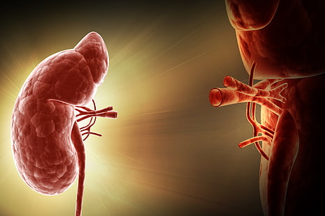 human, Kidney, organ of the human body, HD wallpaper HD wallpaper