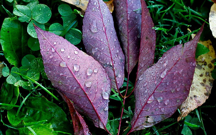 kastanienbraune Blätter, Blätter, Tropfen, Pflanzen, Herbst, gefallen, HD-Hintergrundbild