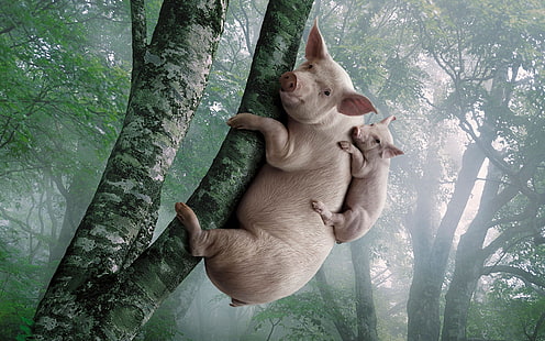 Cochon et cochon grimper à l'arbre, cochon, cochon, grimper, arbre, Fond d'écran HD HD wallpaper