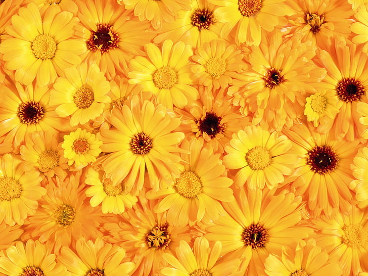 field of sunflowers, gerbera, flower, yellow, bright, sunny, HD wallpaper