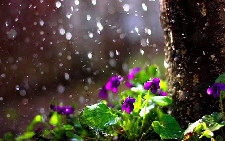 Rain Drops Flower Spring Mood Bokeh Picture Gallery, violetas púrpuras, gotas, bokeh, flor, galería, estado de ánimo, imagen, lluvia, primavera, Fondo de pantalla HD