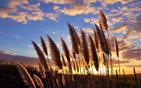 Erde, Pflanze, Pampasgras, Sonnenuntergang, HD-Hintergrundbild HD wallpaper