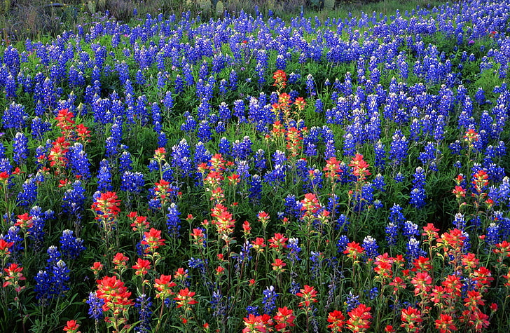 Field Of Texas Paintbrush And Bluebonnets..., Nature, Landscape, Lake, Field, Park, Texas, State, Paintbrush, Bluebonnets, Inks, HD wallpaper