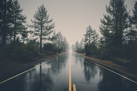 黒いアスファルトの道路、自然、道路、木、反射、ウェット、雨、風景、 HDデスクトップの壁紙 HD wallpaper