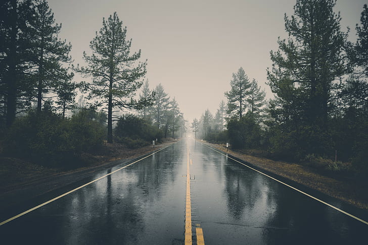 nature, trees, reflection, wet, rain, road, HD wallpaper