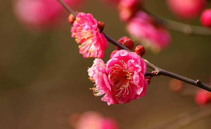 Beautiful Plum Blossoms Blooming, Seasons, Spring, Beautiful, Blooming, Blossoms, Plum, HD wallpaper