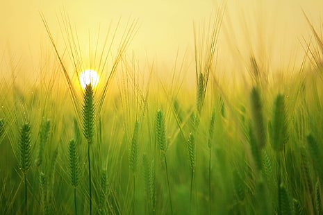 wschód słońca, jęczmień, poranek, żniwa, pole, pszenica, Tapety HD HD wallpaper