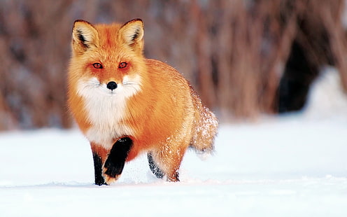 Winterschnee, kleiner Fuchs, Winter, Schnee, kleiner Fuchs, HD-Hintergrundbild HD wallpaper