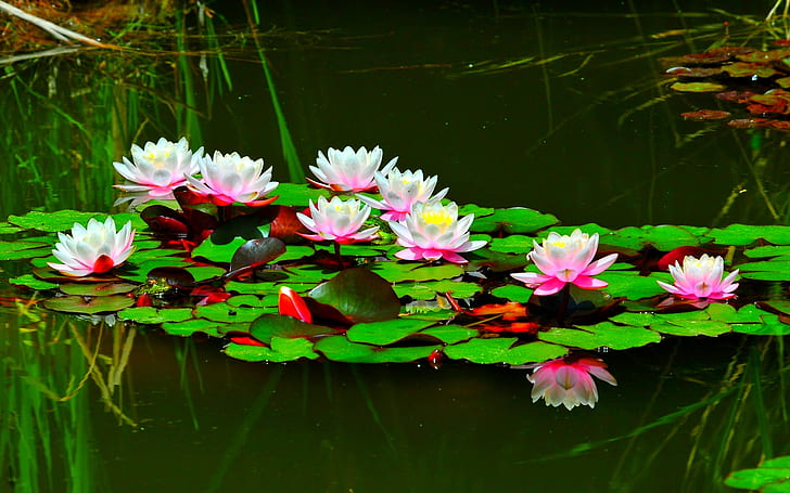 Lotus White water lily flower-Wallpaper para PC, tableta y descarga móvil-120 × 1200, Fondo de pantalla HD