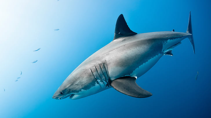ฉลาม, ฉลามขาว, มหาสมุทร, ใต้น้ำ, สัตว์ป่า, ชีววิทยาทางทะเล, น้ำ, สัตว์เลี้ยงลูกด้วยนมในทะเล, วอลล์เปเปอร์ HD