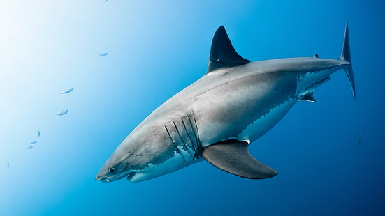 ฉลาม, ฉลามขาว, มหาสมุทร, ใต้น้ำ, สัตว์ป่า, ชีววิทยาทางทะเล, น้ำ, สัตว์เลี้ยงลูกด้วยนมในทะเล, วอลล์เปเปอร์ HD HD wallpaper