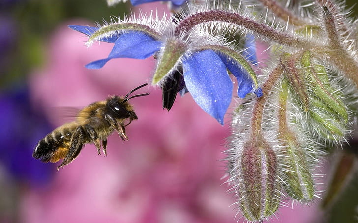 *** Bee Flower ***, honey bee; purple petaled flower, niebieski, natura, kwiat, pszczola, nature and landscapes, HD wallpaper