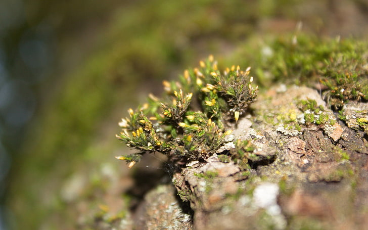 green moss, moss, grass, rocks, bark, HD wallpaper