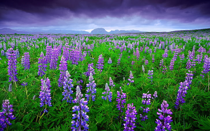 Islanda, campi di lavanda, fiori viola, montagne, cielo, nuvole, estate, Islanda, lavanda, campi, viola, fiori, montagne, cielo, nuvole, estate, Sfondo HD