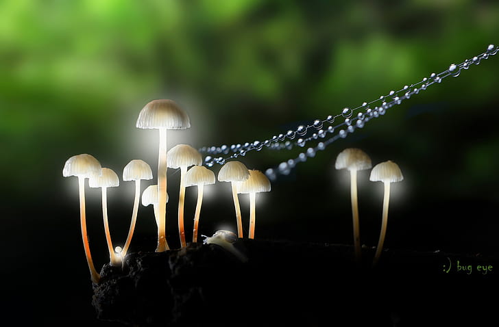 macro, nature, mushrooms, HD wallpaper