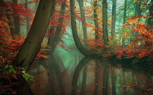 озеро с деревьями на стороне, деревья и водоем живопись, природа, пейзаж, туман, лес, осень, река, отражение, красный, желтый, зеленый, листья, вода, деревья, мир, HD обои HD wallpaper