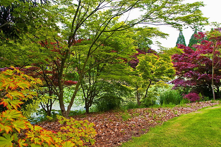 hierba, hojas, árboles, estanque, jardín, Canadá, los arbustos, Vancouver, Jardín Botánico VanDusen, Fondo de pantalla HD