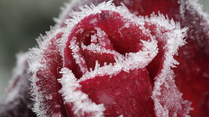 red rose flower, rose, frost, petals, HD wallpaper