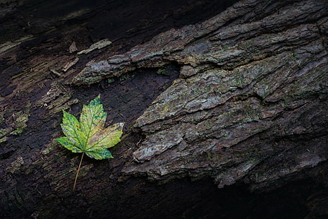 tanaman daun hijau dan putih, alam, daun, daun maple, closeup, kayu, cabang, lumut, kulit kayu, hijau, Wallpaper HD HD wallpaper