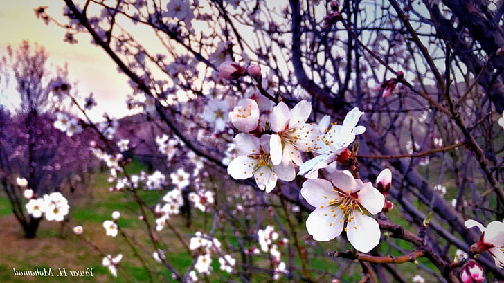 природа кюрдистан пролетни цветя, HD тапет