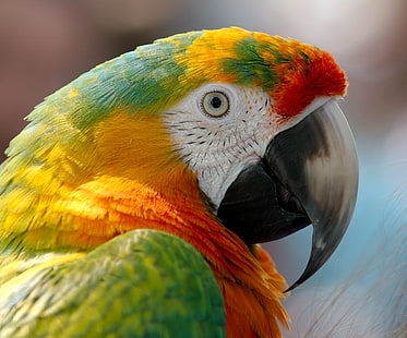 зелен и жълт папагал, папагал, ара, клюн, птица, HD тапет HD wallpaper