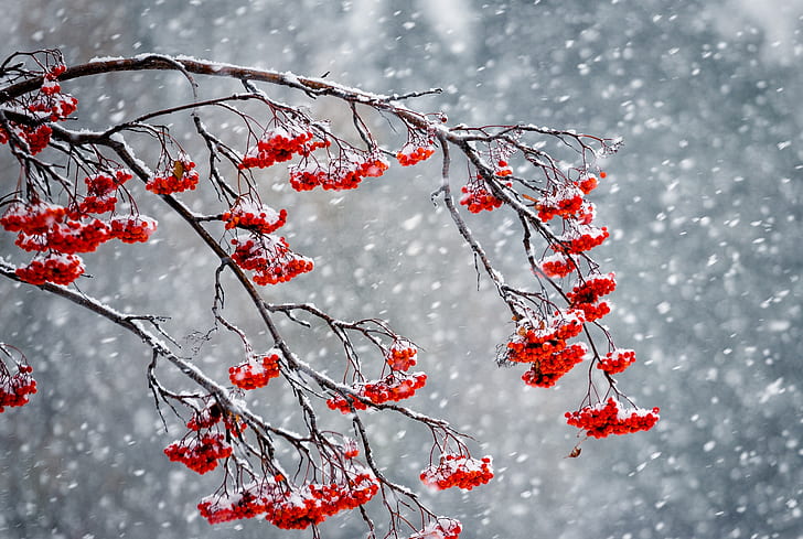 winter, snow, berries, Rowan, HD wallpaper