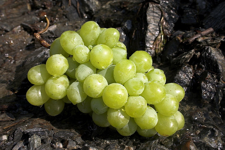 grüne Weintraube, Weinreben, Pinsel, Beeren, HD-Hintergrundbild