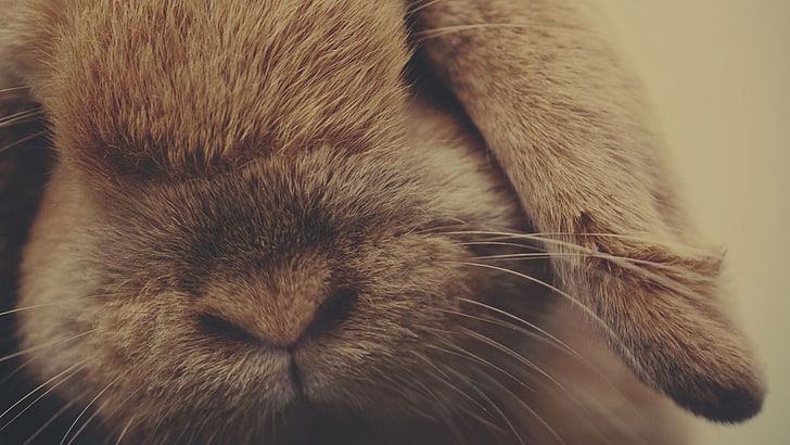 brown hare, rabbit, ears, shade, nose, fur, HD wallpaper