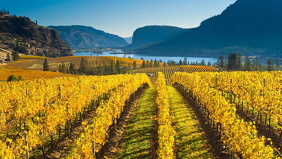 есен, планини, природа, Канада, лозе, Британска Колумбия, долината на езерото Оканаган, HD тапет HD wallpaper