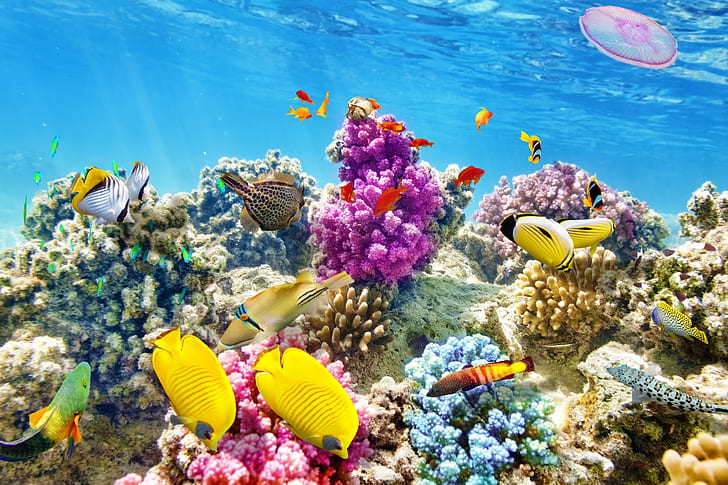 fish, the ocean, world, underwater world, underwater, ocean, fishes, tropical, reef, coral, coral reef, HD wallpaper