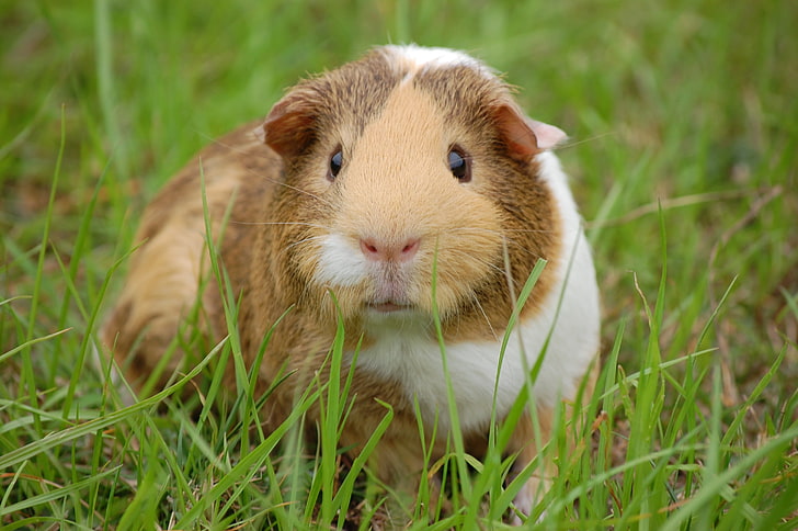 white and brown guinea pig, guinea pig, rodent, grass, spotted, HD wallpaper