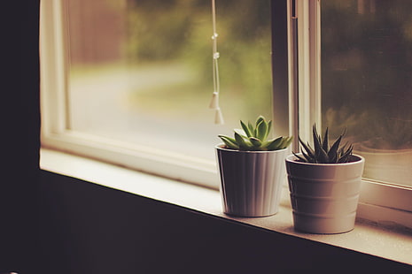 plantes succulentes vertes, pots de fleurs, appuis de fenêtre, plantes d'intérieur, Fond d'écran HD HD wallpaper
