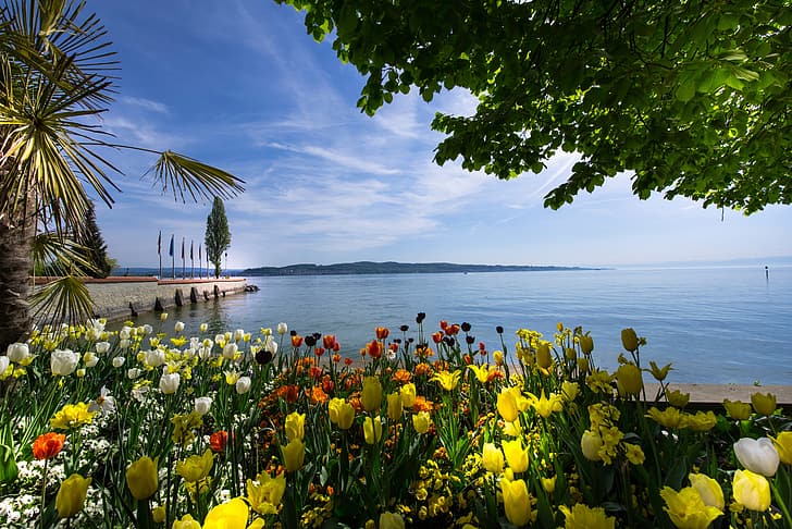 water, flowers, lake, Palma, Germany, tulips, flowerbed, promenade, daffodils, chestnut, Lake Constance, Baden-Württemberg, Constance, Mainau Island, HD wallpaper