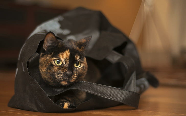 Cat in the bag, orange and black cat in leather bag, animals, 2560x1600, HD wallpaper