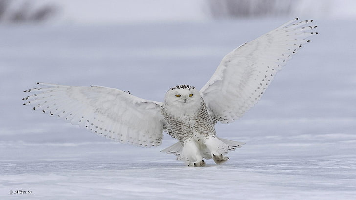 Snowy Owl, HD wallpaper