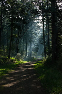 ธรรมชาติ, ต้นไม้, การแสดงภาพบุคคล, เส้นทาง, ป่า, แสงแดด, แสงแดดที่สาดส่อง, แสงแดด, เงา, วอลล์เปเปอร์ HD HD wallpaper