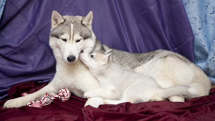 serigala putih dan abu-abu dengan anak anjing, anjing, anak anjing, berbohong, peduli, Wallpaper HD