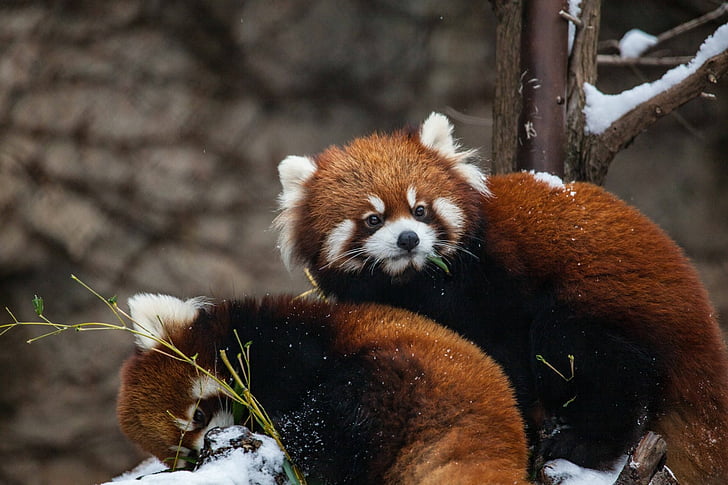 Tier, roter Panda, Chicago, Zoo, HD-Hintergrundbild