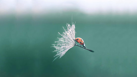 black and orange ladybug, ladybug, dandelion, flying, HD wallpaper HD wallpaper